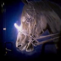 Cheval blanc sur van