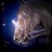 Cheval blanc sur van